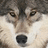 Pixelated wolf face on blue background with white text reading 'Jacob has issues' in four separate segments.