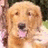 A static image shows a golden retriever dog on the left with pink text reading "Bennet Is The Cutest!" on a bright blue background.