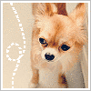 A small dog with light brown fur and dark eyes appears in four with animated dotted lines and text