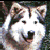 Pixelated static image of a white wolf-like animal with dark brown and black accents on its face, ears, and body against a blurred background.