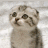 A 4-frame animated contact sheet of a pixelated kitten with varying expressions and text overlays, arranged in a 2x2 grid on a gray background.