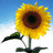 A pixelated sunflower with yellow petals and a brown center against a blue sky background.
