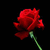 Red rose with green stem, red text 'I', two pixelated hearts, and the word 'LOVE' in scattered letters on black background.