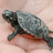 A small turtle with a dark gray shell and red underbelly rests on a light pink surface, its head turned slightly left.