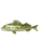 Animated sequence of a fish with golden-brown body, white underbelly, and dark stripes on its side, swimming left to right across three
