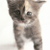 Animals icons for AIM, MSN, MySpace and Yahoo