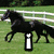A black horse gallops on a grassy field with white railings, a light brown rabbit with long ears, and a monkey with dark fur and light face, all overlaid with text elements.
