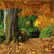 A pixelated static image shows a forest scene with a waterfall, green foliage, and brown earth tones under a warm light.