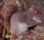 Pixelated static image of a small mammal with light brown fur, dark eyes, and rounded ears positioned against a blurred background.
