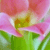 Pixelated close-up of a pink flower with green foliage, featuring soft color gradients and blurred edges.