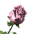 A pink rose bud with green leaves and stem appears in multiple states of bloom across a