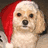 A small dog wearing a red Santa hat with white trim and pom-pom, positioned next to bold red text reading "Merry Christmas" on a black background.