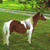 Four horse images arranged in a , each showing different horses and backgrounds with visible pixelation