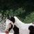 A horse with white and black patches appears in multiple , with text reading 'Insomnia' overlaid on one