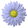 Four identical daisy-like flowers with light purple petals and yellow centers arranged in a on a gray background