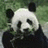 A pixelated panda holds bamboo with a green text overlay reading 'operation help me save the pandas!' on a black background.