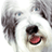 A static image featuring a shaggy dog's face with text elements including 'TIM ALLEN IS THE SHAGGY DOG' and 'RAISE THE WOOF. HOW PLAYING!' in bold red and black fonts.
