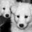 Pixelated grayscale image of a dog's face with large eyes and nose, partially cropped on the left side.