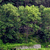 Pixelated green and dark green foliage with a light gray path or clearing at the bottom, set against a dark background.