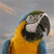 A parrot with yellow chest, blue wings, and green head feathers appears in two side-by-side frames showing slight head movement against a gray sky background.