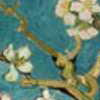 A blurry static image of a branch with light-colored flowers against a blue background.
