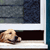 Two dogs peeking from a window, one dog on the left and two dogs on the right.