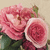 A static image of two pink roses with green leaves against a light beige background, rendered in pixelated style.