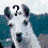 six distinct pixelated text and image displaying variations on 'confused' themes with mixed typography, colors, and layouts