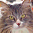 A cat with brown and gray fur, yellow eyes, a pink nose, and white chest is shown in multiple
