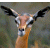 A pixelated image of a gazelle's head with large ears and dark eyes, positioned next to green text reading 'Original Icons .com' on a solid background.