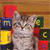 A pixelated cat with light brown fur and dark stripes stands in front of a colorful blocky background with red, blue, yellow, and green sections.