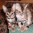 Two light brown tabby kittens with dark stripes sit closely together on a teal surface against a brown background, with blue pixelated text reading "Alex Mikey" on a bright pink background.