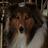 Pixelated static image of a dog with brown and white fur, dark eyes, and a black nose against a blurred background.