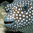 Pixelated image of a spotted fish with light blue and white body, dark brown spots, and a black mouth, set against a blurred background.