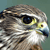 Pixelated close-up of a bird's head showing brown and white feathers, a yellow eye ring, and a dark beak against a muted green background.