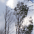 Pixelated static image showing two tall, thin tree trunks with dense dark foliage against a light blue sky with white cloud patches.