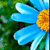 A blue flower with yellow center and green foliage background, displayed in a