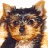 A 48x48 pixel buddy icon featuring a close-up of a dog's face on the left and green text reading "Original Icons .com" on a dark green background on the right, displayed as a static contact sheet with two frames.
