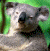 A pixelated koala bear with gray fur and black nose appears on the left, while a green background displays 'Original Icons .com' in bright green text on the right.