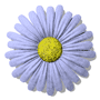 Four identical light purple daisy-like flowers with yellow centers arranged in a on a white background