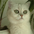 A static pixelated image of a light-colored cat with green eyes and a pink nose, positioned against a blurred green background.