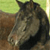 Pixelated close-up of a horse's head with dark mane against blurred green and brown background
