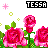 Pixel art of pink roses with green leaves on white background, text 'TESSA' above each rose