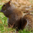 Animated contact sheet of a squirrel with sequential text overlay forming the phrase "my nuts are bigger than yours" across 7 frames.