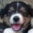 Two identical dog faces with black, brown, and white fur; pink tongues visible; small pixelated symbol above center.