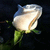 Pixelated white flower with green stem and leaves against dark background, rendered in low-resolution style.
