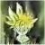 A pixelated yellow and white flower-like shape with dark green and gray background elements.