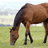 Brown horse with black mane and legs grazing in green field under light blue sky, pixelated rendering.