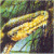 A pixelated yellow snake with brown and white accents curves across a blurred green and dark background, rendered in low-resolution digital art style.