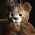 A pixelated animated contact sheet showing a brown teddy bear on the left and green text reading "Original Icons .com" on the right, with two sampled frames visible in a 2x1 layout.